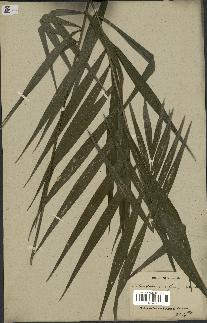 spécimen de Chamaedorea elegans