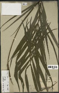 spécimen de Chamaedorea elegans