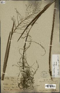 spécimen de Chamaedorea elegans
