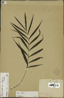 spécimen de Chamaedorea elegans