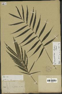 spécimen de Chamaedorea elegans