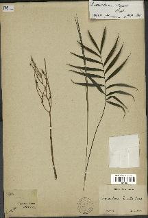 spécimen de Chamaedorea elegans