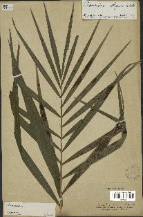 spécimen de Chamaedorea elegans