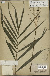 spécimen de Chamaedorea elegans