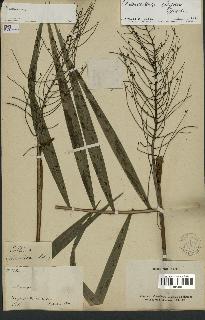 spécimen de Chamaedorea elegans