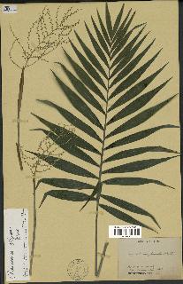 spécimen de Chamaedorea elegans