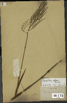 spécimen de Chamaedorea elegans