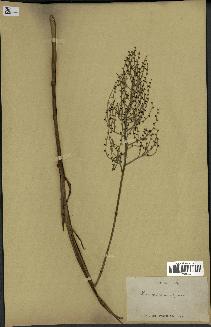 spécimen de Chamaedorea elegans