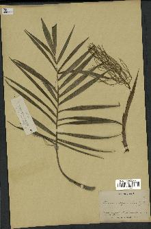 spécimen de Chamaedorea elegans