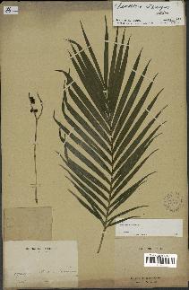spécimen de Chamaedorea cataractarum