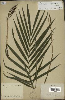 spécimen de Chamaedorea cataractarum