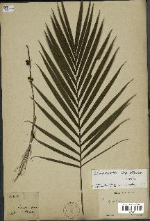 spécimen de Chamaedorea cataractarum