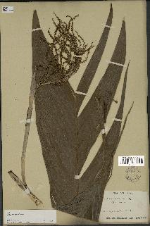 spécimen de Chamaedorea sp.