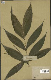 spécimen de Chamaedorea sp.