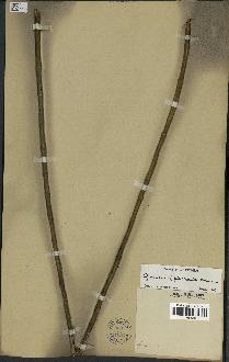 spécimen de Geonoma piscicauda