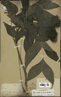 spécimen de Geonoma piscicauda