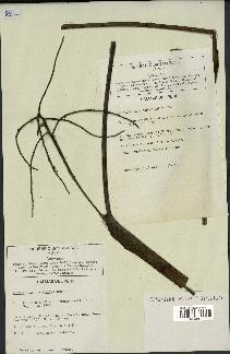 spécimen de Iriartella stenocarpa