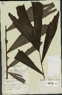 spécimen de Iriartella stenocarpa