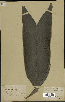 spécimen de Geonoma elegans