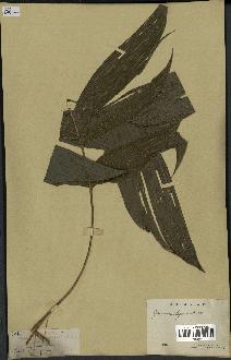 spécimen de Geonoma elegans