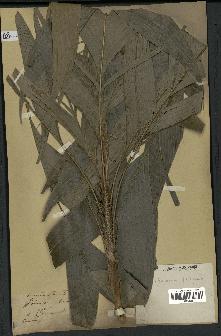 spécimen de Geonoma elegans