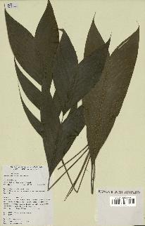 spécimen de Geonoma deversa