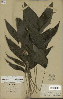 spécimen de Geonoma piscicauda