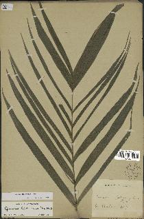 spécimen de Geonoma orbignyana
