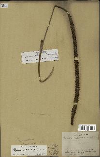 spécimen de Geonoma oldemanii
