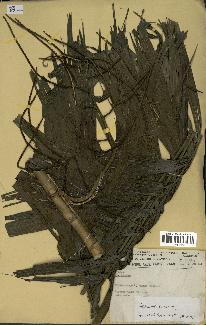 spécimen de Geonoma maxima