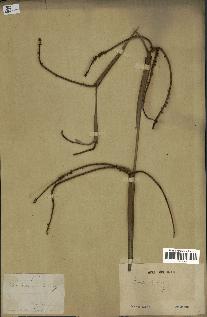 spécimen de Licuala spinosa