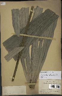 spécimen de Licuala spinosa