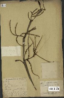 spécimen de Licuala spinosa