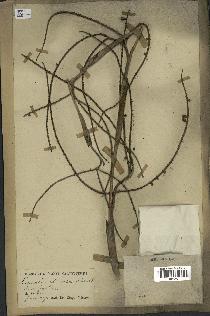 spécimen de Licuala spinosa