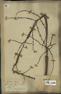 spécimen de Licuala spinosa
