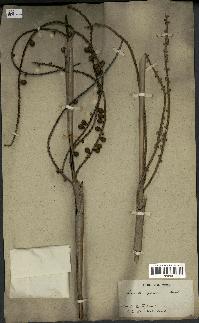 spécimen de Licuala spinosa