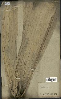 spécimen de Licuala spinosa