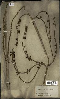 spécimen de Licuala spinosa