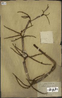 spécimen de Licuala spinosa