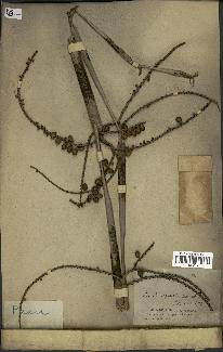 spécimen de Licuala spinosa