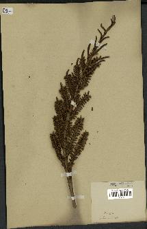 spécimen de Calamus sp.