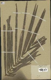 spécimen de Calamus sp.