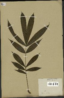 spécimen de Calamus javensis