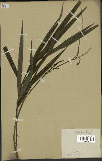 spécimen de Calamus sp.