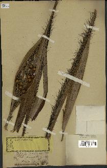 spécimen de Calamus sp.