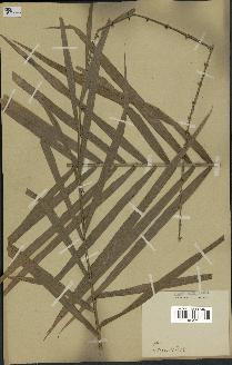 spécimen de Calamus sp.