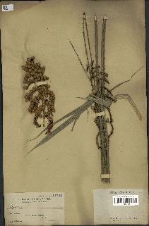spécimen de Calamus sp.