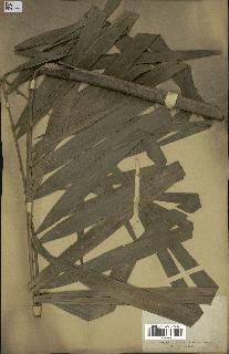 spécimen de Calamus sp.