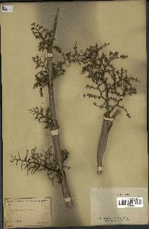 spécimen de Calamus sp.