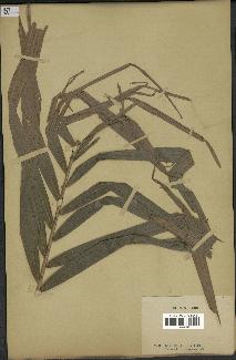 spécimen de Calamus sp.